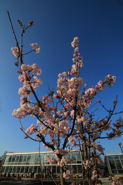 Fruehling   037.jpg